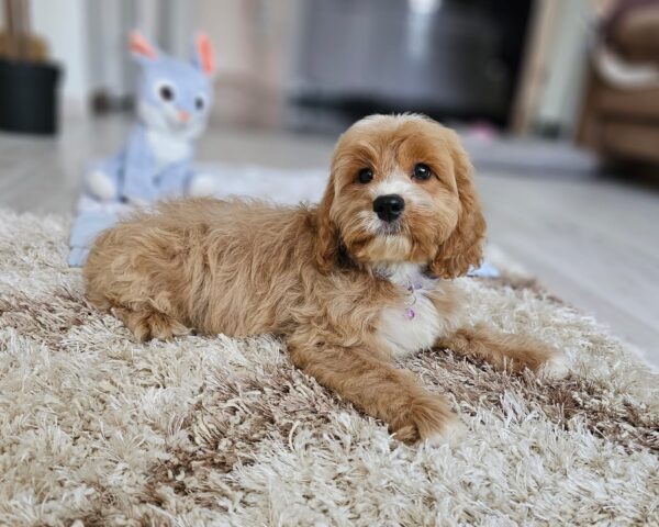Basco Cavapoo Basco Cavapoo