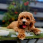 Basco-male-cavapoo-puppy-for-sale- (2)