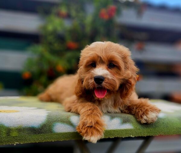 Basco Cavapoo Basco Cavapoo