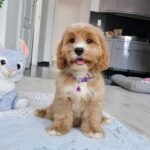 Basco-male-cavapoo-puppy-for-sale- (2)
