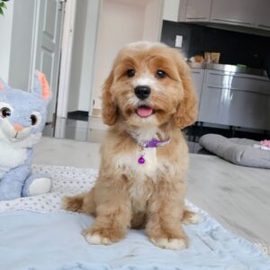 Basco Cavapoo Basco Cavapoo