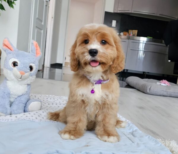 Basco Cavapoo Basco Cavapoo