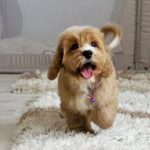 Basco-male-cavapoo-puppy-for-sale- (3)