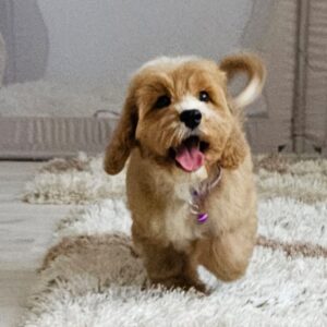 Basco Cavapoo Basco Cavapoo