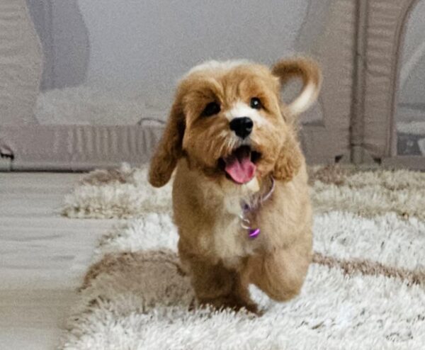 Basco Cavapoo Basco Cavapoo