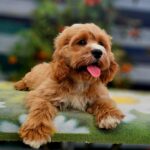 Basco-male-cavapoo-puppy-for-sale- (3)