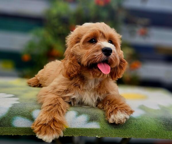 Basco Cavapoo Basco Cavapoo