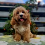Basco-male-cavapoo-puppy-for-sale- (4)