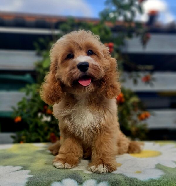 Basco Cavapoo Basco Cavapoo