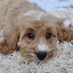 Basco-male-cavapoo-puppy-for-sale- (4)