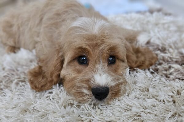 Basco Cavapoo Basco Cavapoo