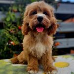 Basco-male-cavapoo-puppy-for-sale- (5)