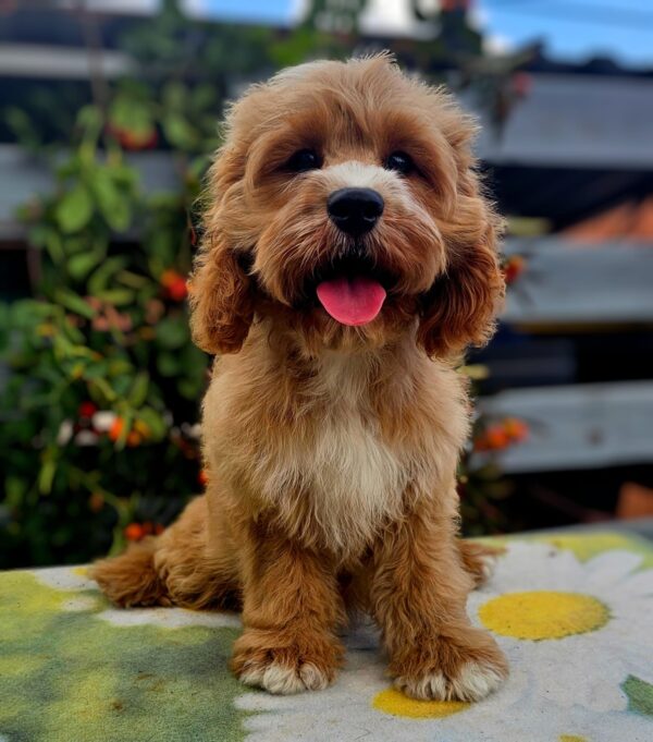 Basco Cavapoo Basco Cavapoo