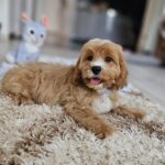 Basco-male-cavapoo-puppy-for-sale- (5)