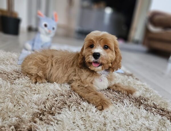 Basco Cavapoo Basco Cavapoo