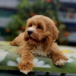 Basco-male-cavapoo-puppy-for-sale- (6)