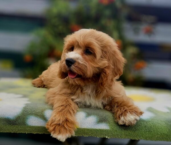 Basco Cavapoo Basco Cavapoo