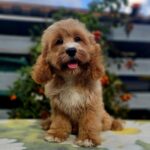 Basco-male-cavapoo-puppy-for-sale- (7)