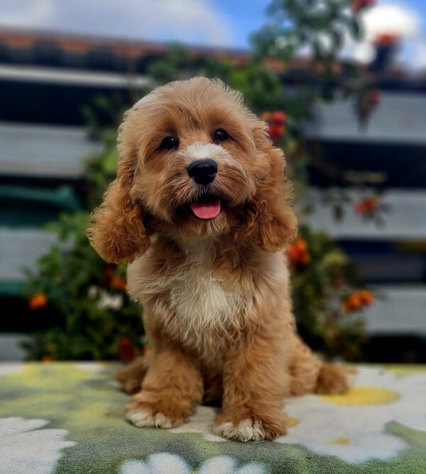 Basco Cavapoo Basco Cavapoo