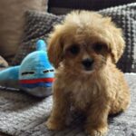 Bear-male-cavapoo-puppy-for-sale- (1)