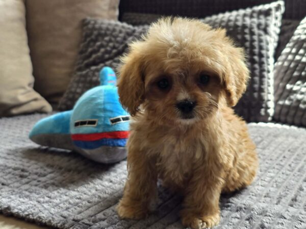 Bear Cavapoo Bear Cavapoo