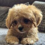 Bear-male-cavapoo-puppy-for-sale- (2)