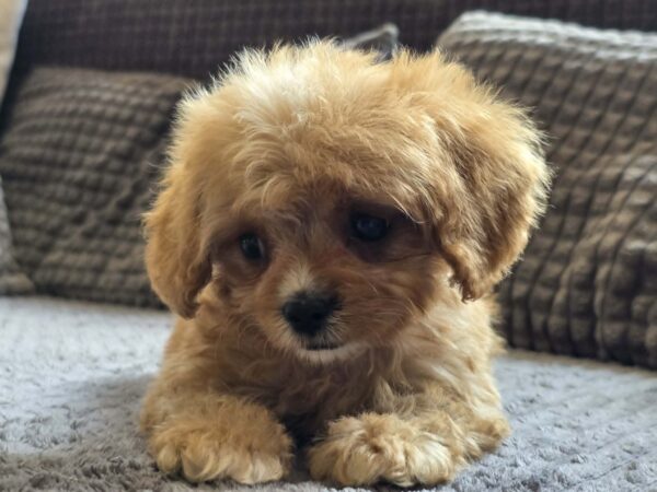 Bear Cavapoo Bear Cavapoo