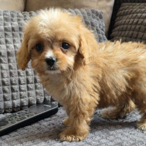 Bear Cavapoo Bear Cavapoo