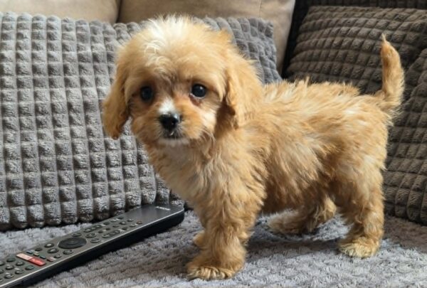 Bear Cavapoo Bear Cavapoo
