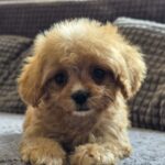 Bear-male-cavapoo-puppy-for-sale- (4)