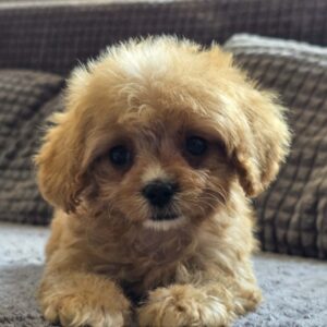 Bear Cavapoo Bear Cavapoo