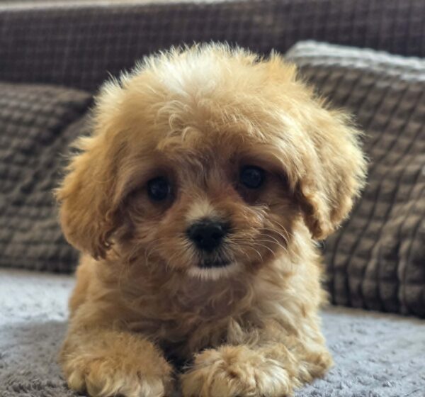 Bear Cavapoo Bear Cavapoo