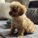 Bear-male-cavapoo-puppy-for-sale- (5)