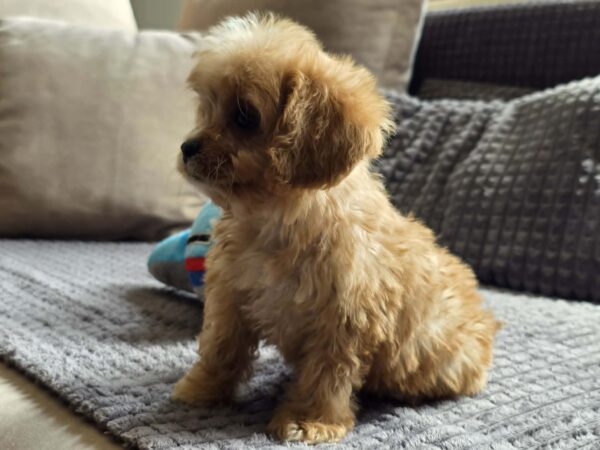 Bear Cavapoo Bear Cavapoo