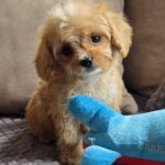 Bear-male-cavapoo-puppy-for-sale- (6)
