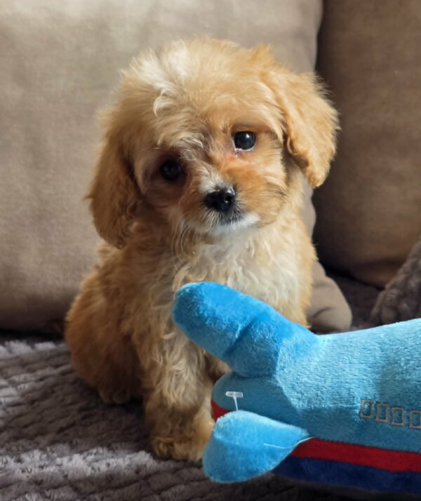 Bear Cavapoo Bear Cavapoo