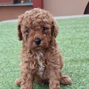 Benny Miniature Poodle Benny Miniature Poodle