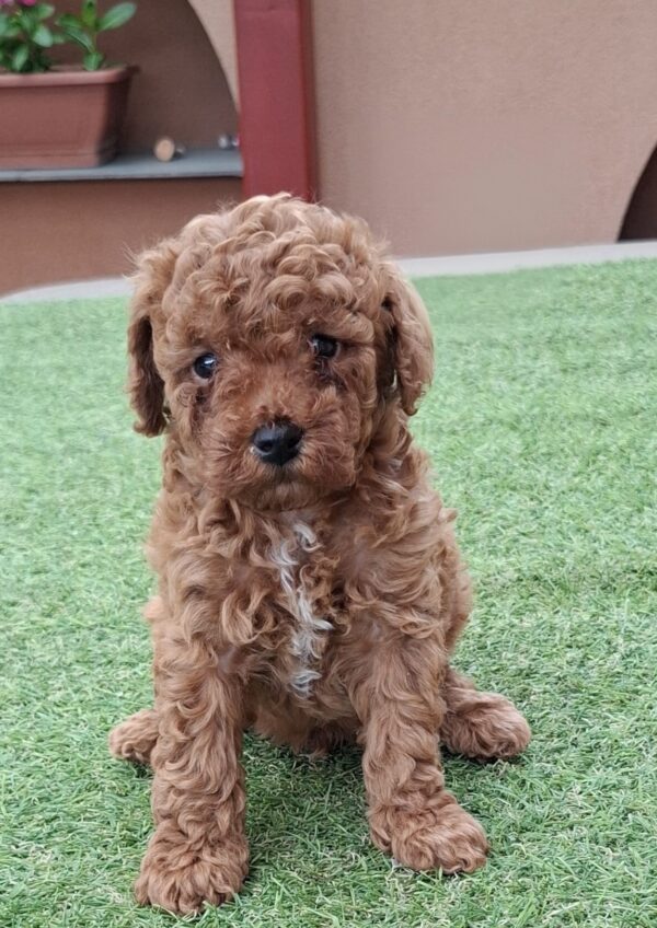 Benny Miniature Poodle Benny Miniature Poodle