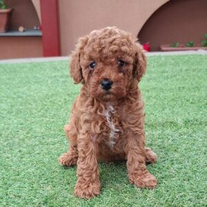Benny Miniature Poodle Benny Miniature Poodle