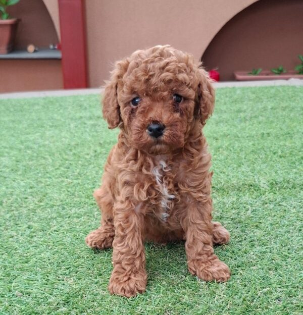 Benny Miniature Poodle Benny Miniature Poodle