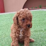 Benny-male-miniature-poodle-puppy-for-sale- (3)