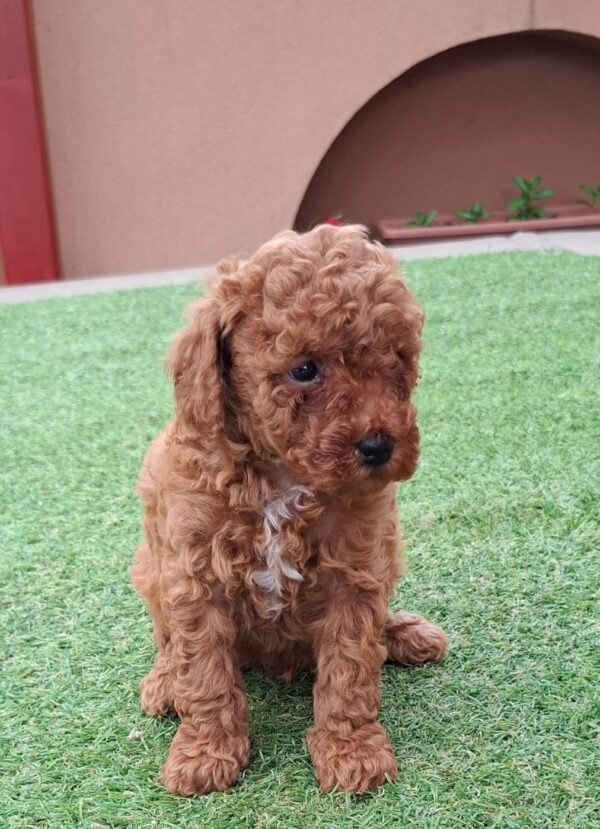 Benny Miniature Poodle Benny Miniature Poodle