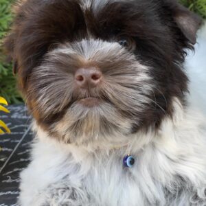 Beta Biewer Yorkshire Terrier Beta Biewer Yorkshire Terrier