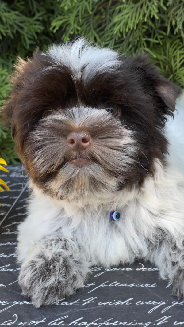 Beta Biewer Yorkshire Terrier Beta Biewer Yorkshire Terrier