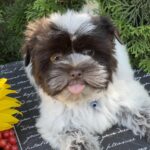 Beta-female-Biewer-Yorkshire-Terrier-puppy-for-sale-1 (2)