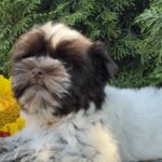 Beta-female-Biewer-Yorkshire-Terrier-puppy-for-sale-1 (3)