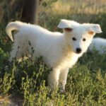 Bluee-male-wss-puppy-for-sale- (1)