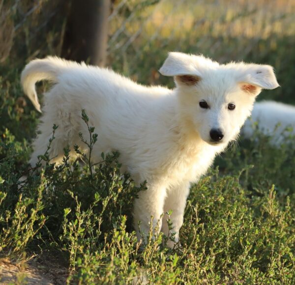 Bluee White Swiss Shepherd Bluee White Swiss Shepherd