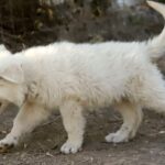 Bluee-male-wss-puppy-for-sale- (1)