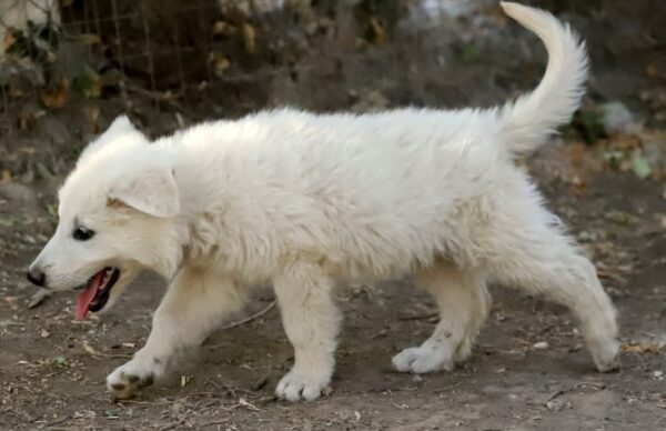 Bluee White Swiss Shepherd Bluee White Swiss Shepherd
